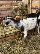 Tri Color Nigerian Dwarf Nanny w/ Blue Eyes - 4 Mos Old