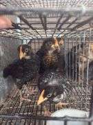 4 Young Roosters