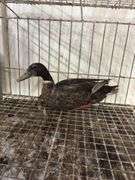 Mallard Drake