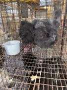 3 Bearded Silkies - 1 Silkie & 2 Showgirl