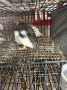 2 Guineas - 1 White 1 Pearl