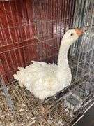 Curly Sebastopol Female Goose - 1 Yr Old - Very Sweet & Docile