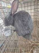 Pure Flemish Giant Doe - 4 Mos Old