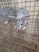 American Chinchilla Doe w/ Pedigree - 9 Wks Old