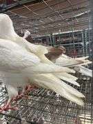 2 Homer Pigeons