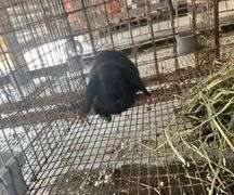 Holland Lop Buck