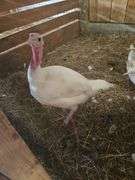 White Hen Turkey