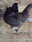 2 Black Australorp Pullets