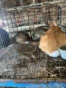 4 Meat Rabbits