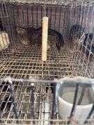 3 Coturnix Quail