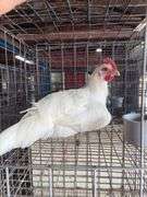 White Zombie Rooster