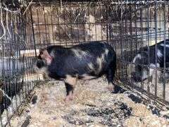 Female Kune Kune Pig