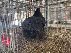 Black Hen