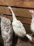 Royal Palm Hen Turkey - 16 Mos Old