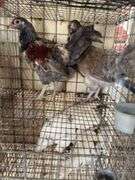 2 Easter Egger Pullets