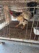 True Blue Whiting Rooster "Ricky" Not Friendly with Other Roosters