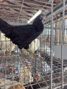 Black Australorp Rooster - 4 Mos Old
