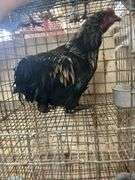 Barnyard Mix Rooster