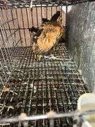 3 Appenzeller Chicks - 10 Wks Old