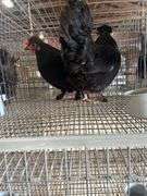 2 Polish Hens