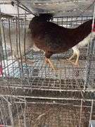 3 Roosters - 2 White Leghorn & 1 Rhode Island Rooster