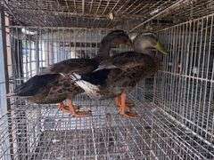 2 Rouen Ducks