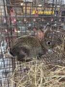 Chinchilla Rex Mix Doe w/ Feed