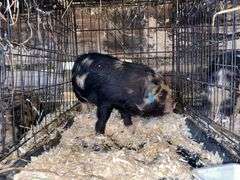 Female Kune Kune Pig