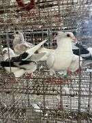 4 Young Homing Pigeons