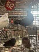 2 Homer Pigeons
