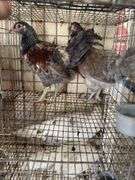 2 Easter Egger Pullets
