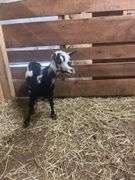 Black & White Polled Nigerian Dwarf Bred Nanny