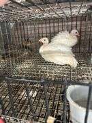 2 White Guineas