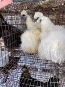 2 Silkie Hens