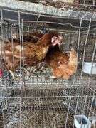 5 Golden Comet Laying Hens