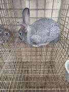 American Chinchilla Doe w/ Pedigree - 9 Wks Old