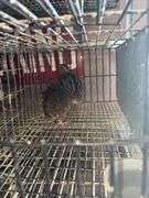 3 Coturnix Quail