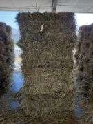 20 1st Orchard Grass Timothy Mix