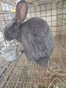 Pure Flemish Giant Doe - 4 Mos Old