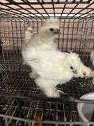 4 Paint & White Bearded Silkie Chicks