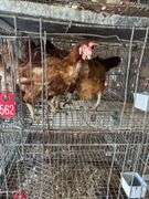 5 Golden Comet Laying Hens
