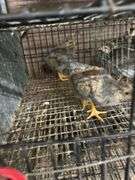 2 Golden Laced Blue Wyandotte Pullets