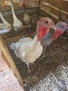 White Hen Turkey
