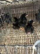 5 Rustic Rock Pullets