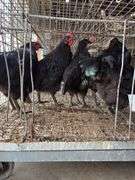 5 Black Australorp Roosters