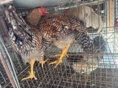 2 Bielefelder Roosters