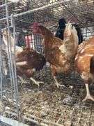 4 Isa Brown Hens