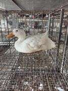 Pekin Hen