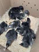 10 Blue/Black Copper Maran Chicks - 2 Wks Old