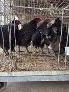 5 Black Australorp Roosters